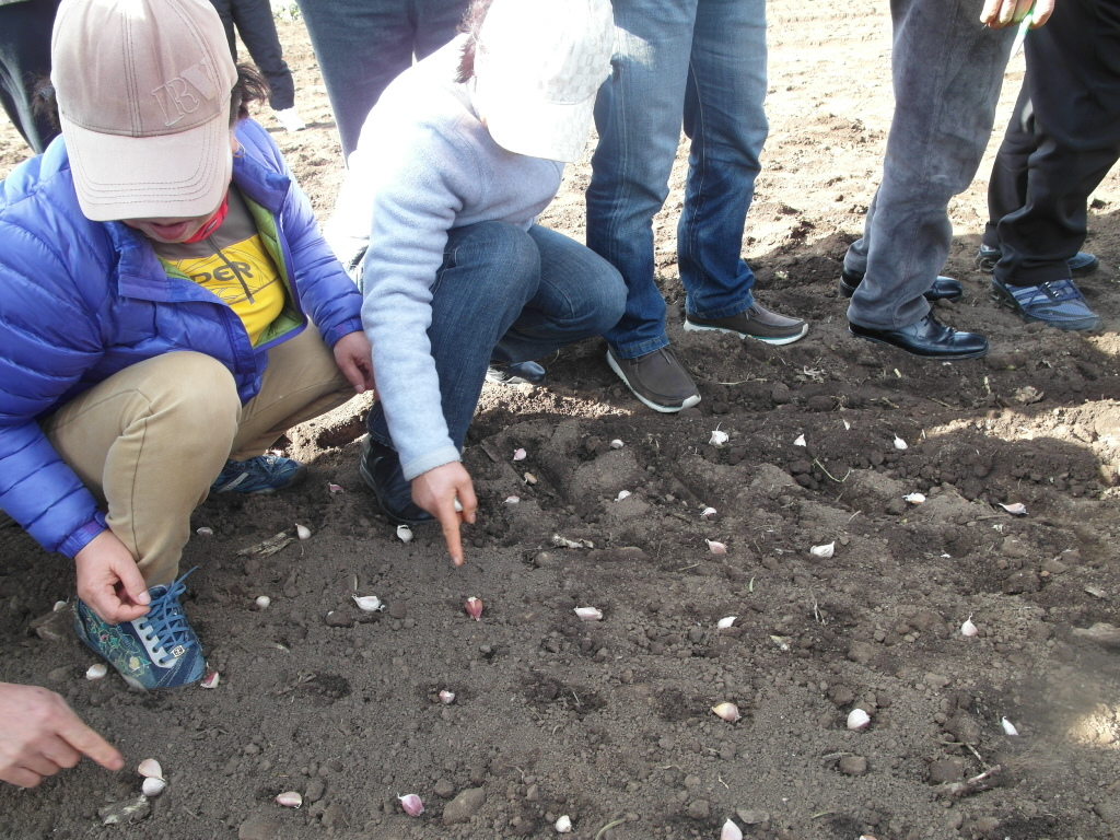 직립형 마늘 파종 시연