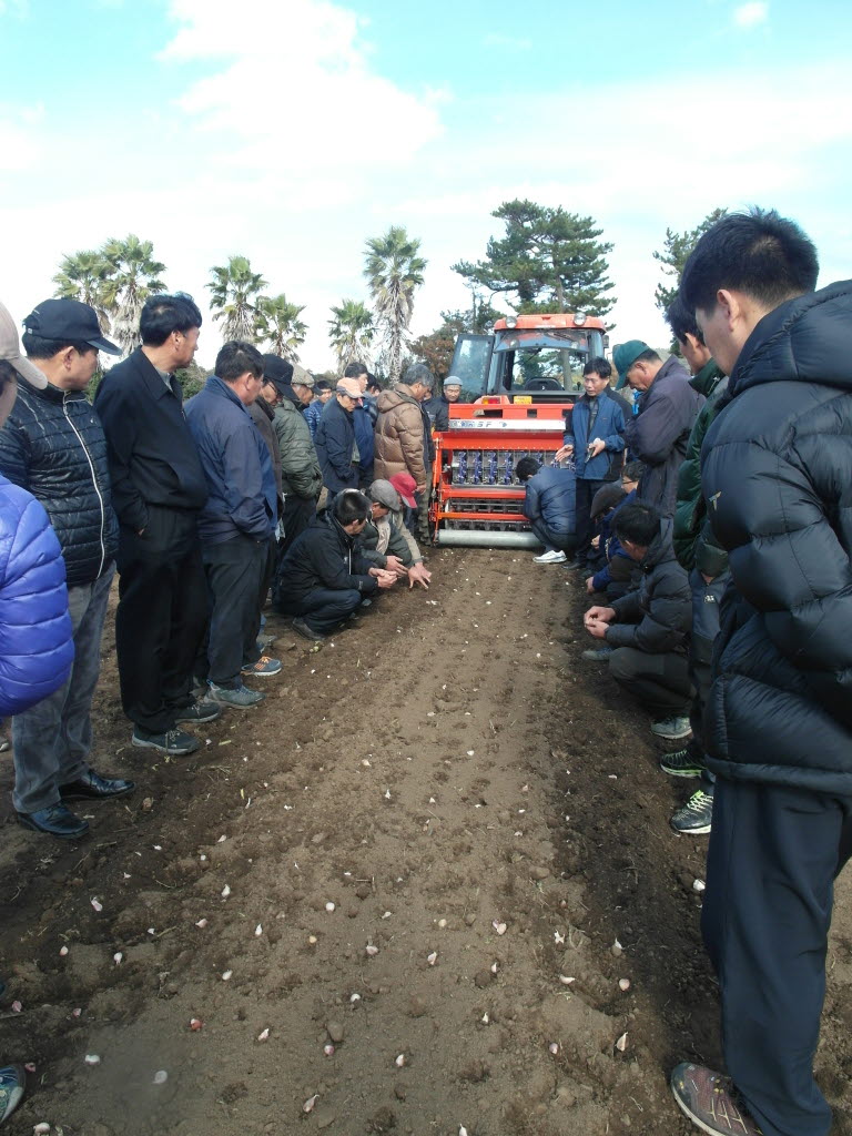 직립형 마늘 파종 시연