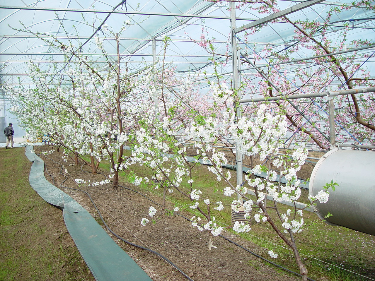[답변]버찌나무