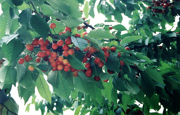 [답변]버찌나무