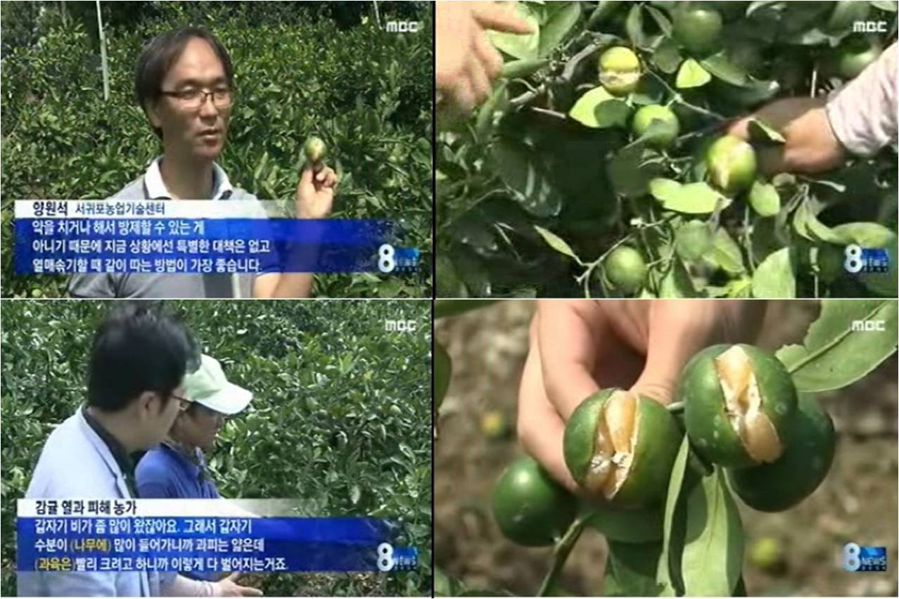 열과피해속출.농가'비상'