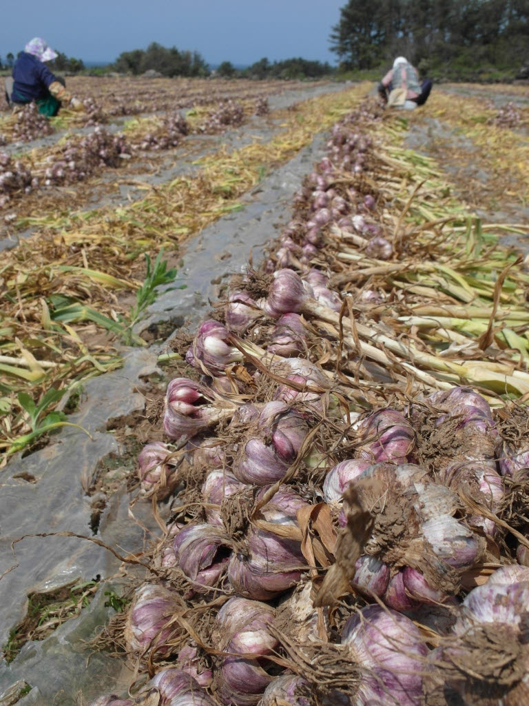 마늘 수확