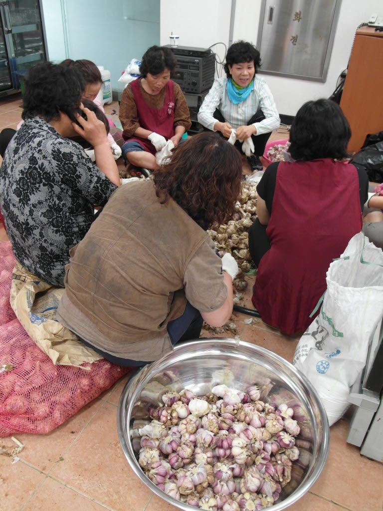 생활개선회 장아찌 담그기