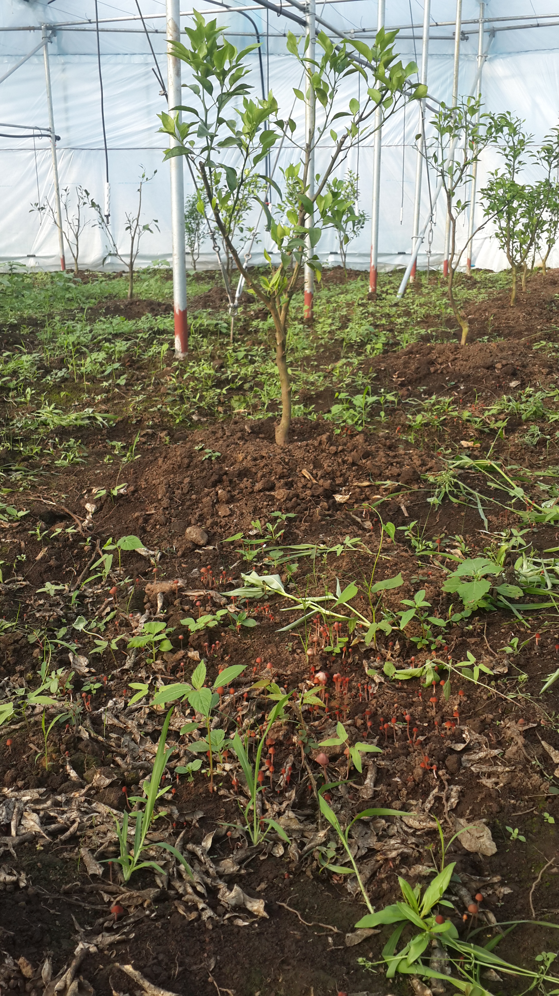 한라봉재배_곰팡이문의