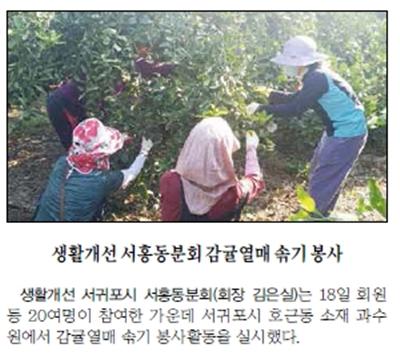 생활개선 서홍동분회 감귤열매솎기 봉사 [제주매일-2015.8.19.]