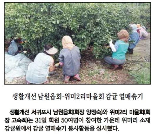생활개선남원읍회·위미2리마을회 감귤열매솎기 [제주매일-2015.9.1.]