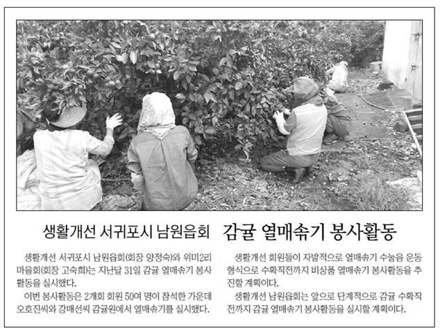 생활개선서귀포시남원읍회, 감귤열매솎기 봉사활동 [제주신문-2015.9.1.]