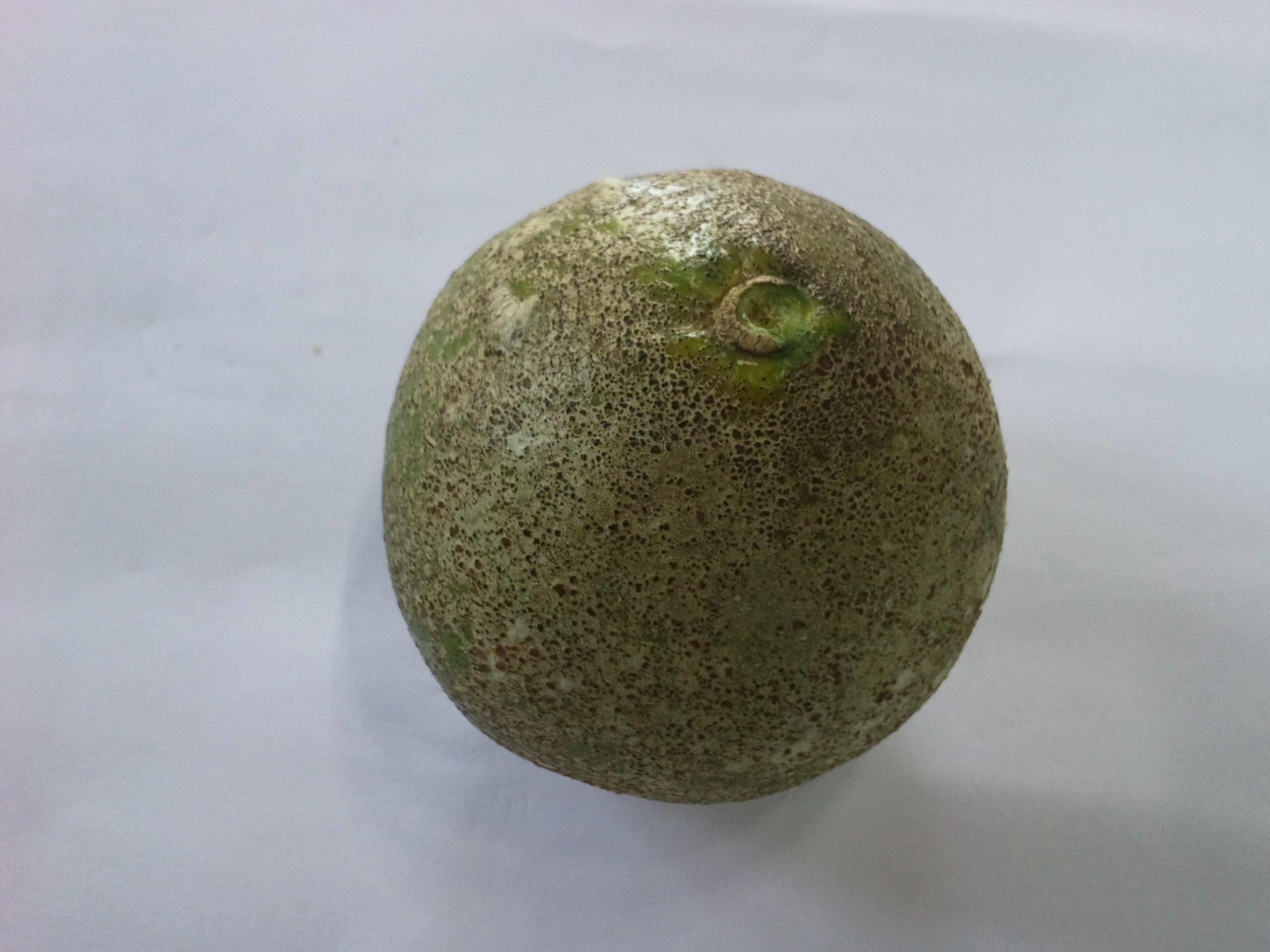 일반 조생 사진