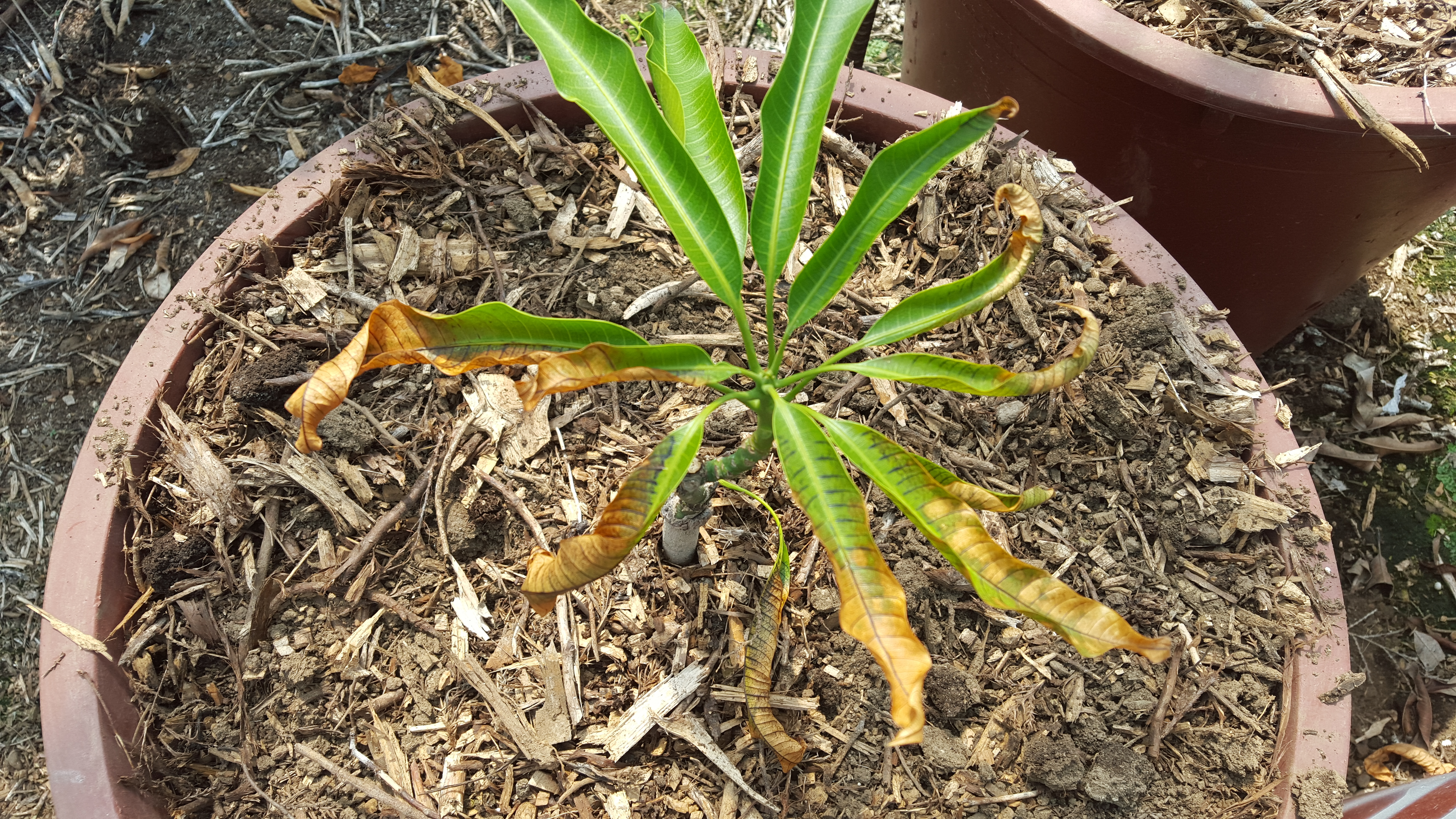 망고 증상 문의