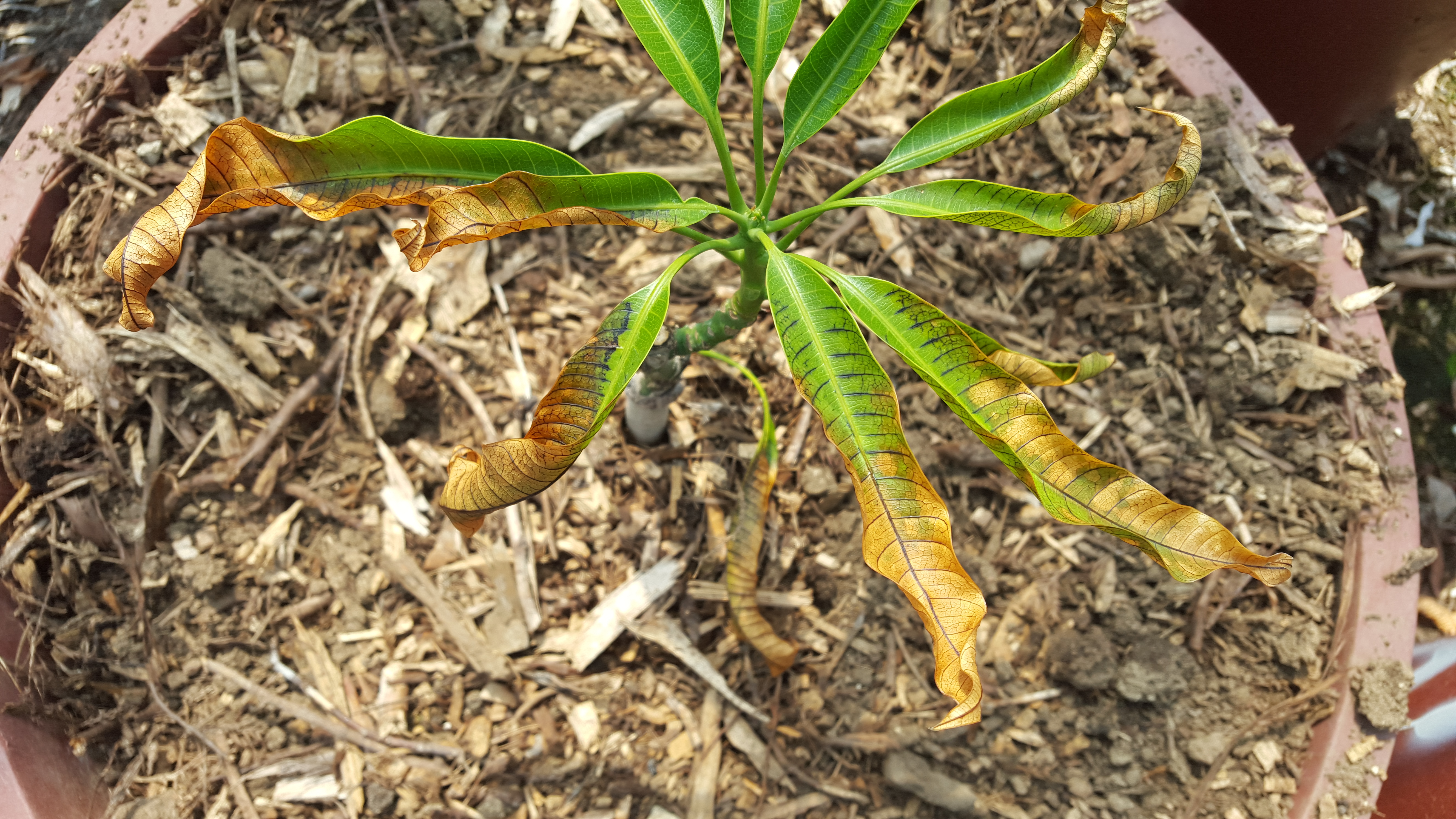 망고 증상 문의