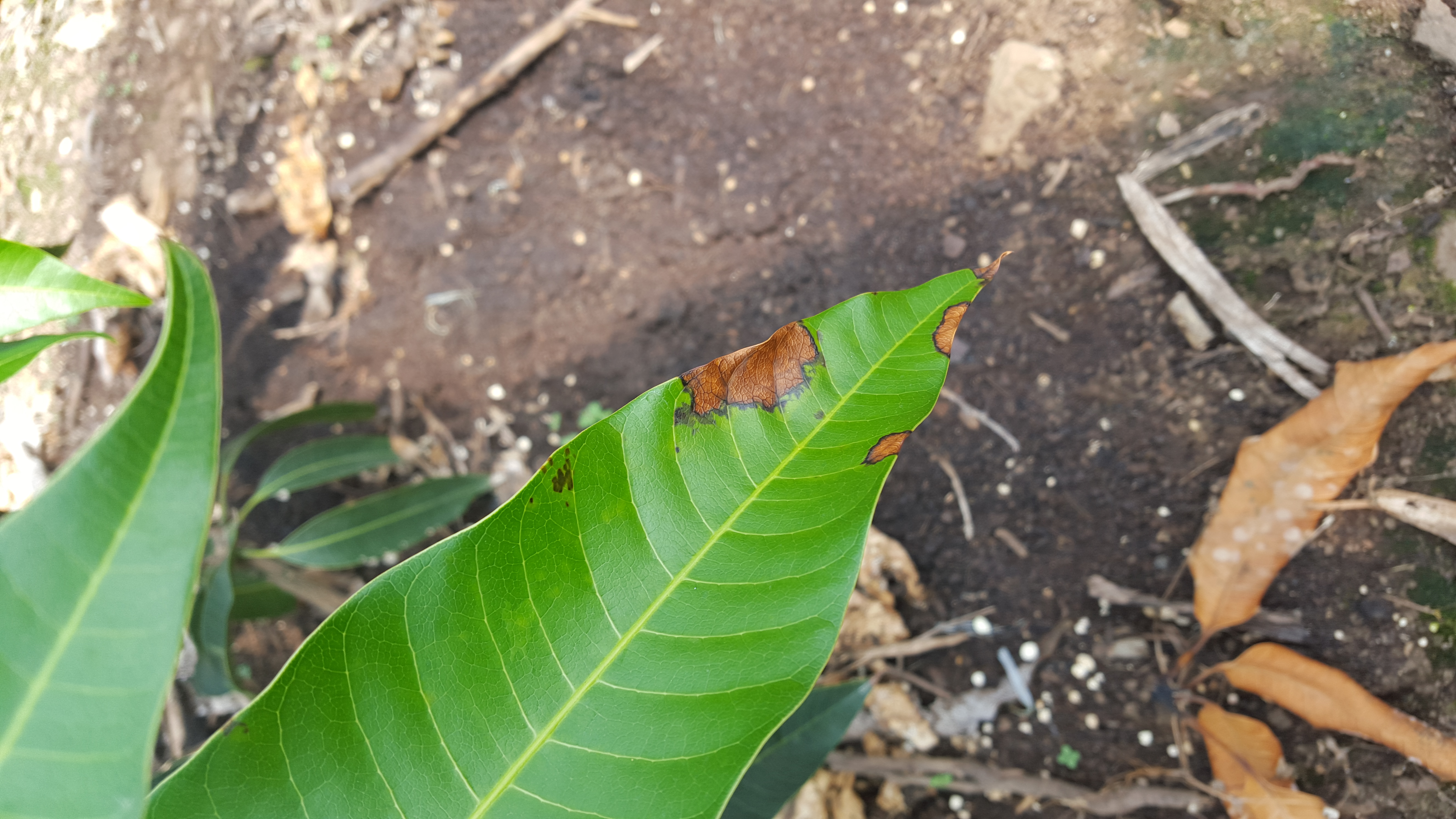 망고 증상 문의
