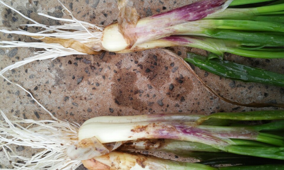 쪽파가 왜 이래요