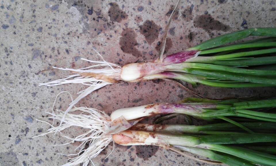 쪽파가 왜 이래요