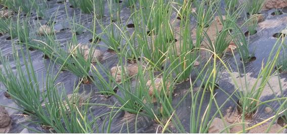 쪽파 병해 방제