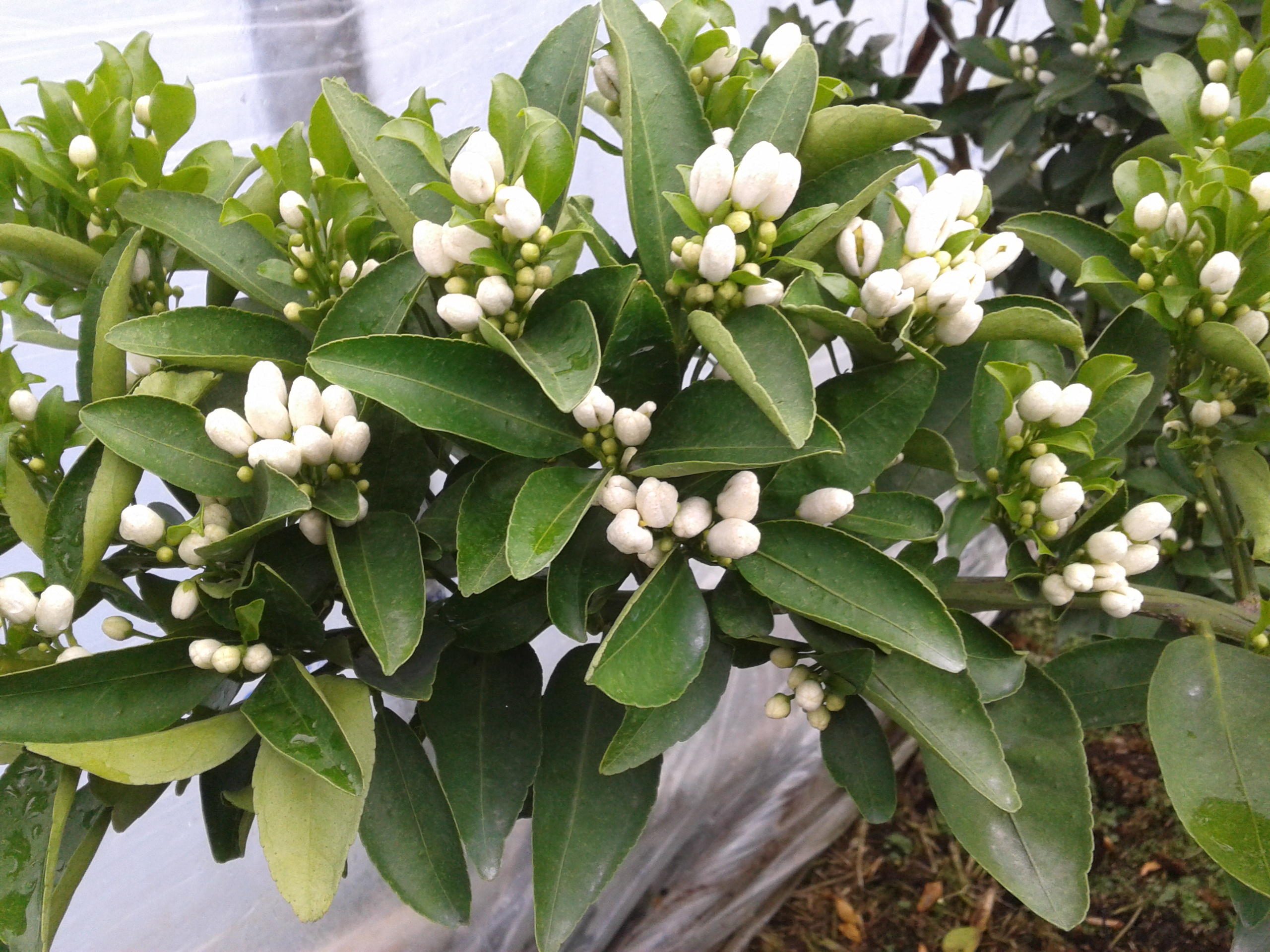 천혜향 꽃적과 문의