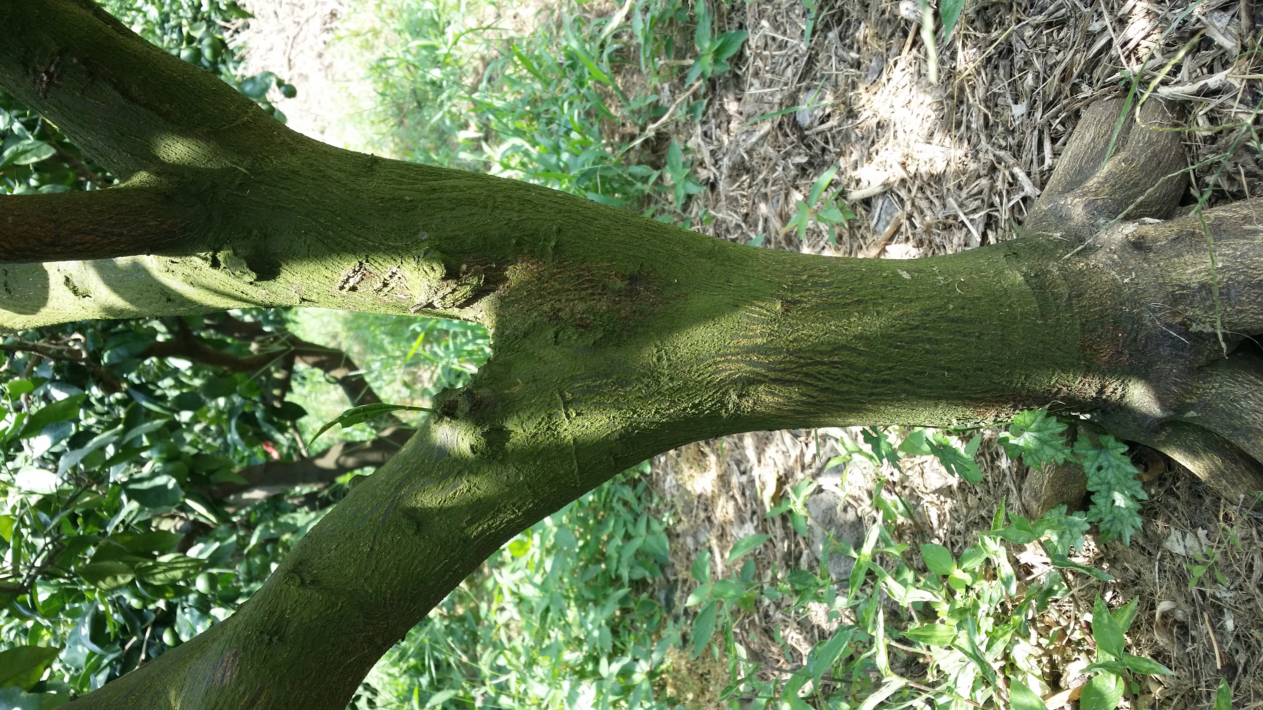 밀감나무에 뭔지모를 곰팡이류가 끼여있어서