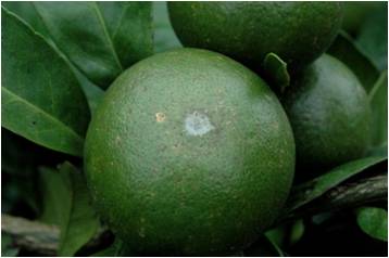 [답변]감귤열매 피해