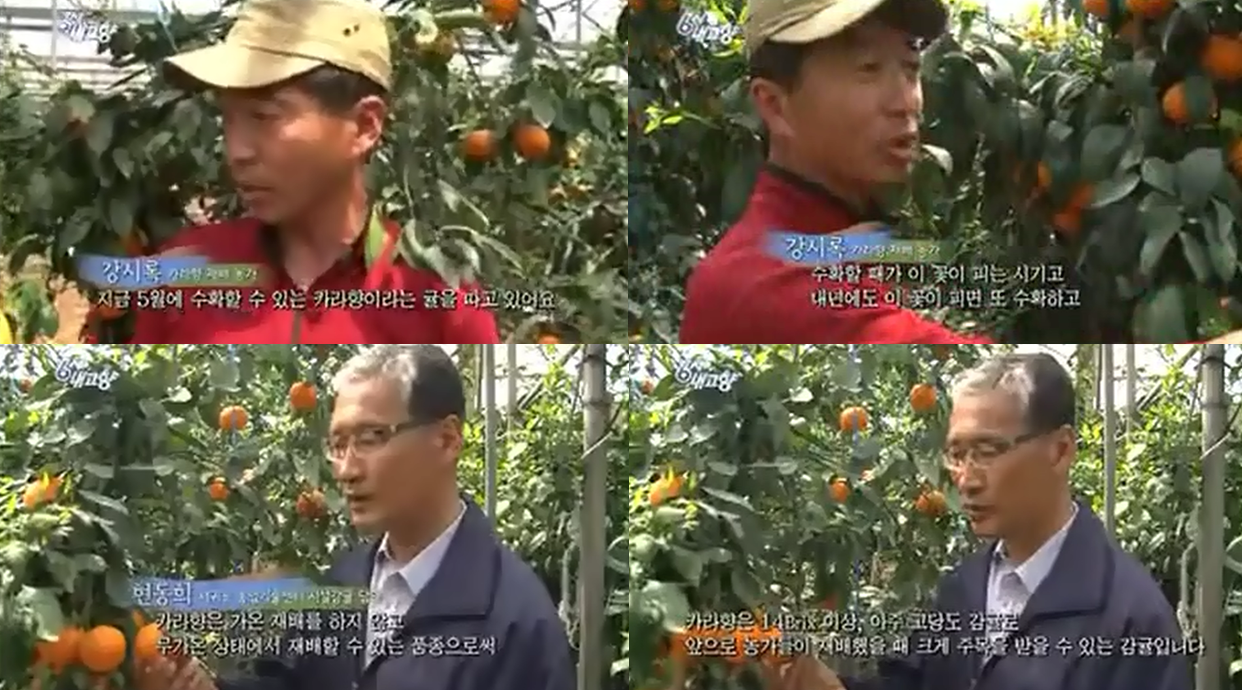5월의 귤 '카라향' [KBS 6시 내고향 - 2015.5.5.]