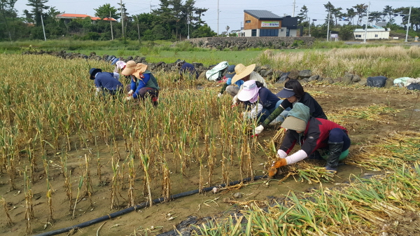 마늘수확 일손돕기