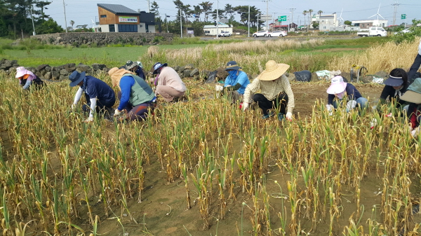 마늘수확 일손돕기