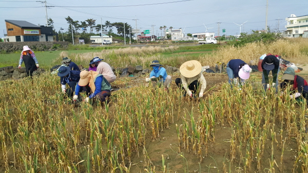 마늘수확 일손돕기