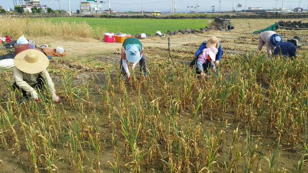 마늘수확 일손돕기