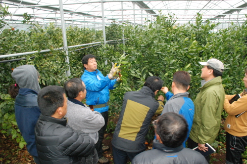 고품질노지감귤연구회 전정교육