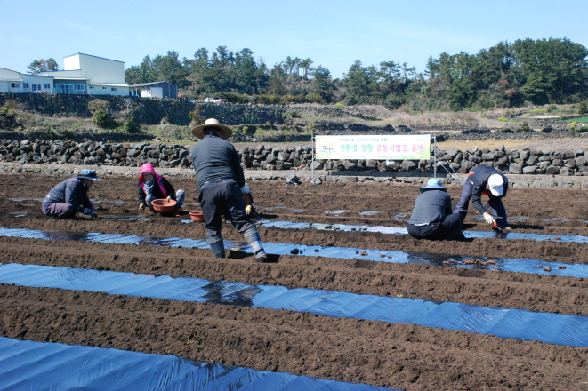 구좌강소농자율모임체 친환경강황 공동시범포 운영