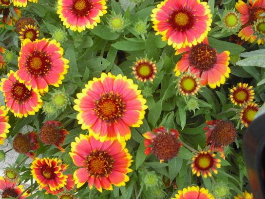 동부농업기술센터에 꽃이 활짝피었습니다.^^