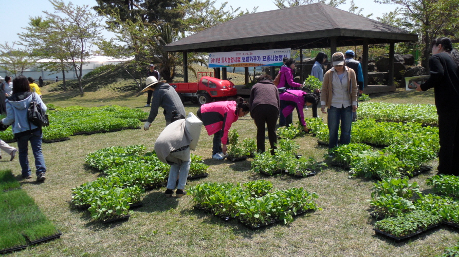 2011년 도시농업시범 텃밭가꾸기 묘종나눔행사