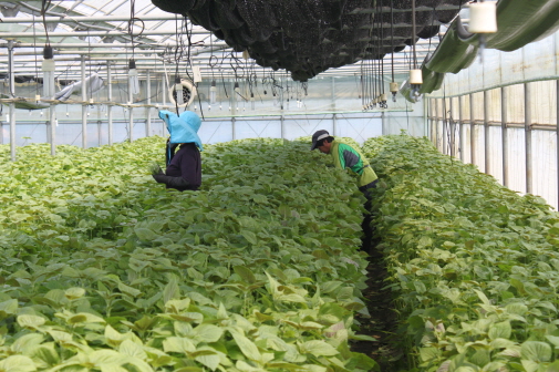 구좌지역 깻잎 수확