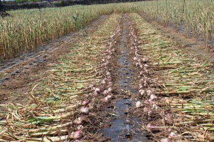 제주조생(장새미)마늘 수확