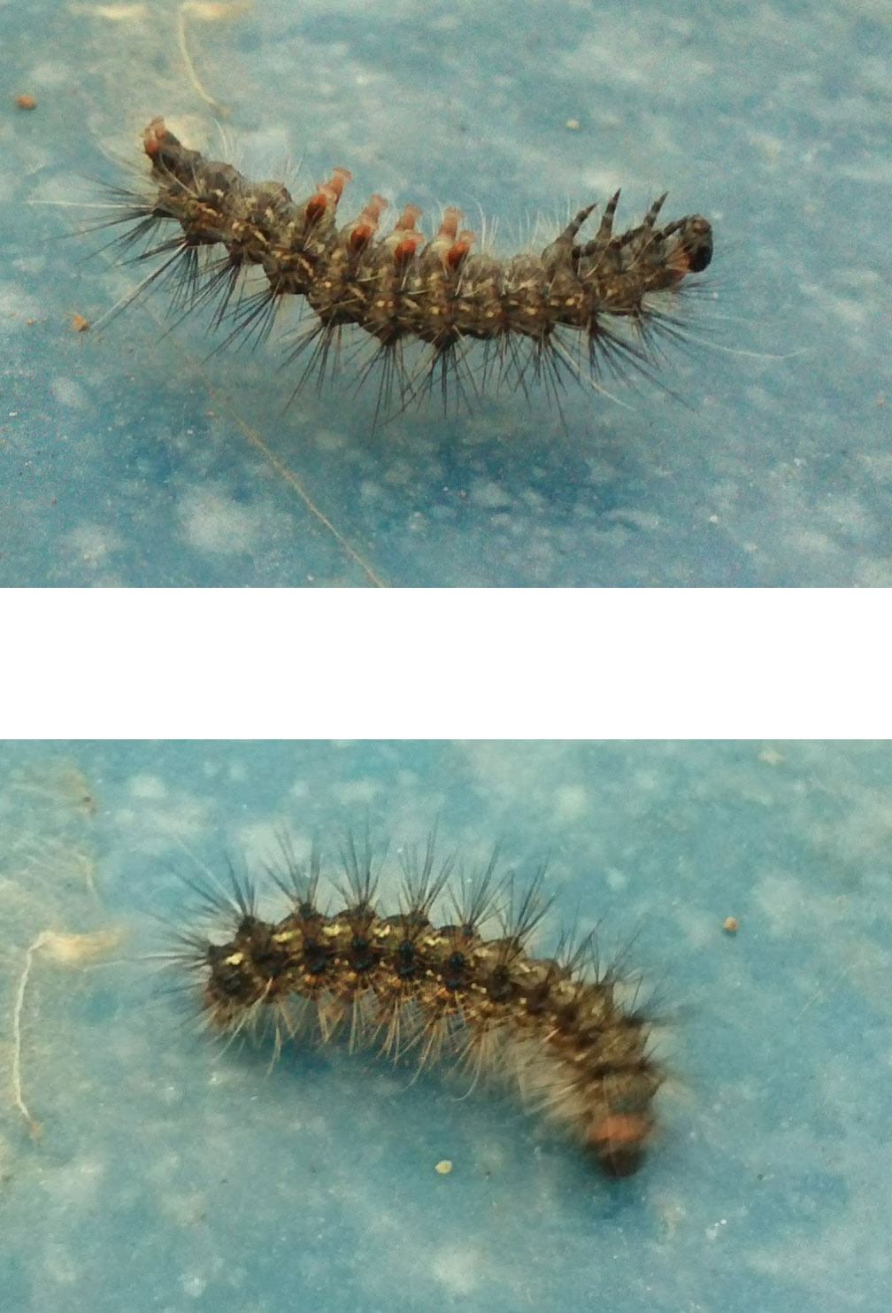 해충문의 및 친환경 방제문의