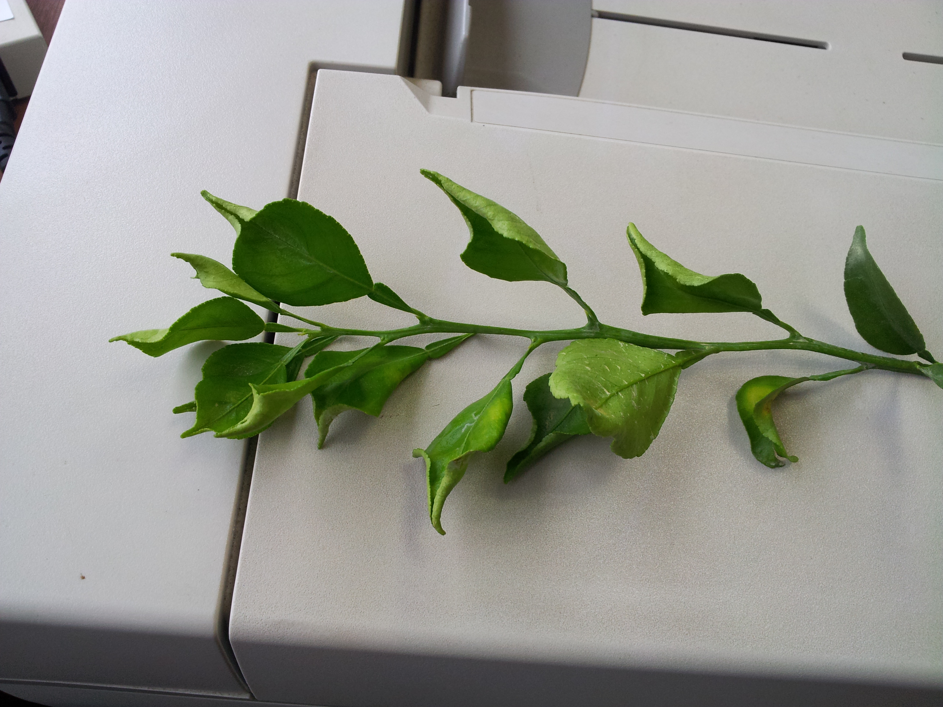 한라봉 새순 이상현상...