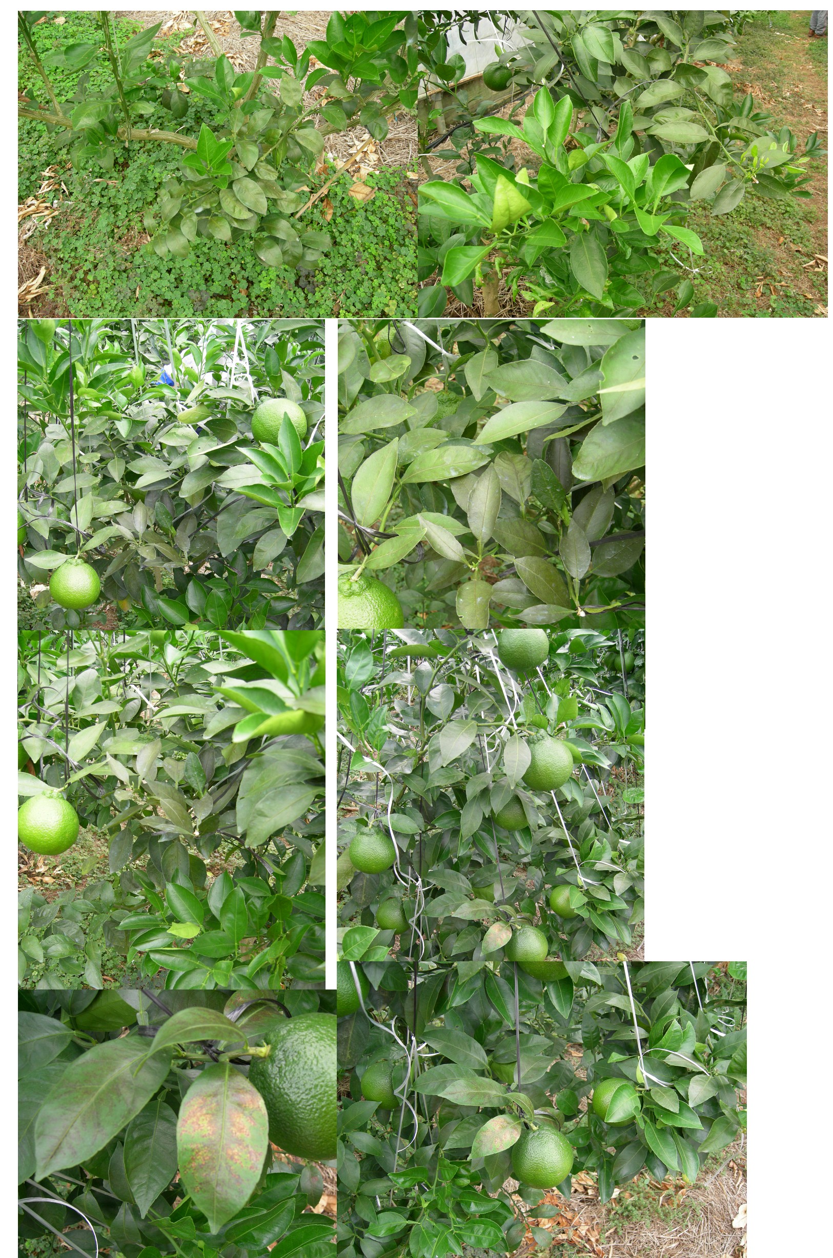 한라봉 잎이 변해갑니다. 궁금합니다!!