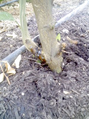 한라봉 병해 문의