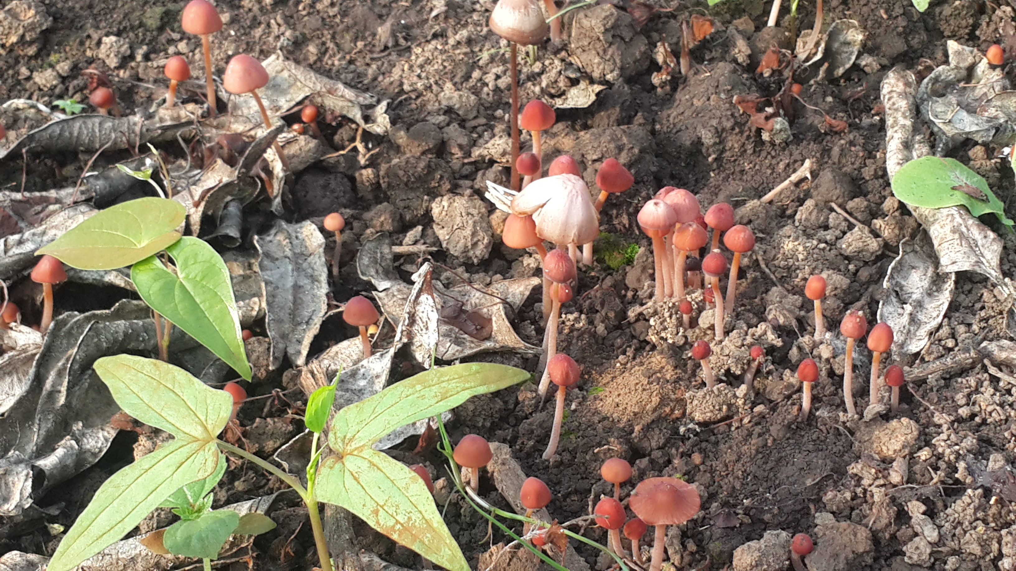 한라봉재배_곰팡이문의