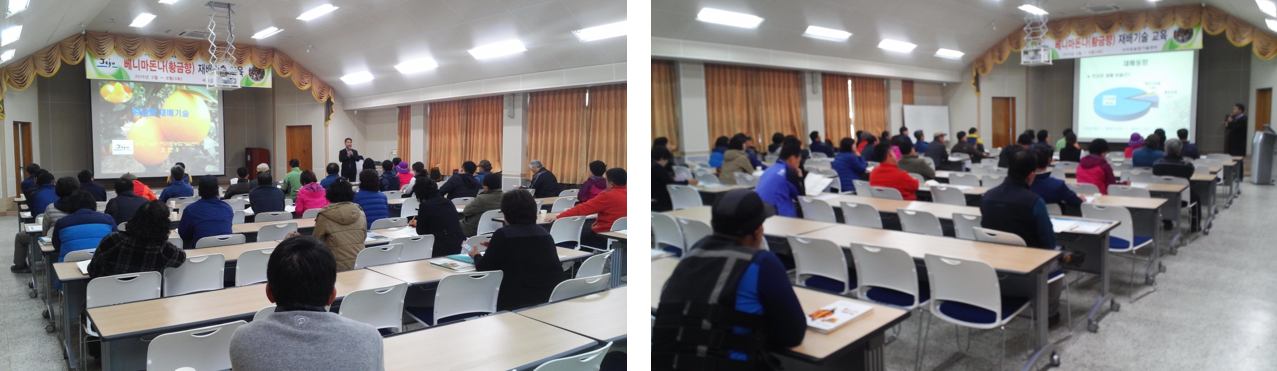 황금향 재배기술 교육