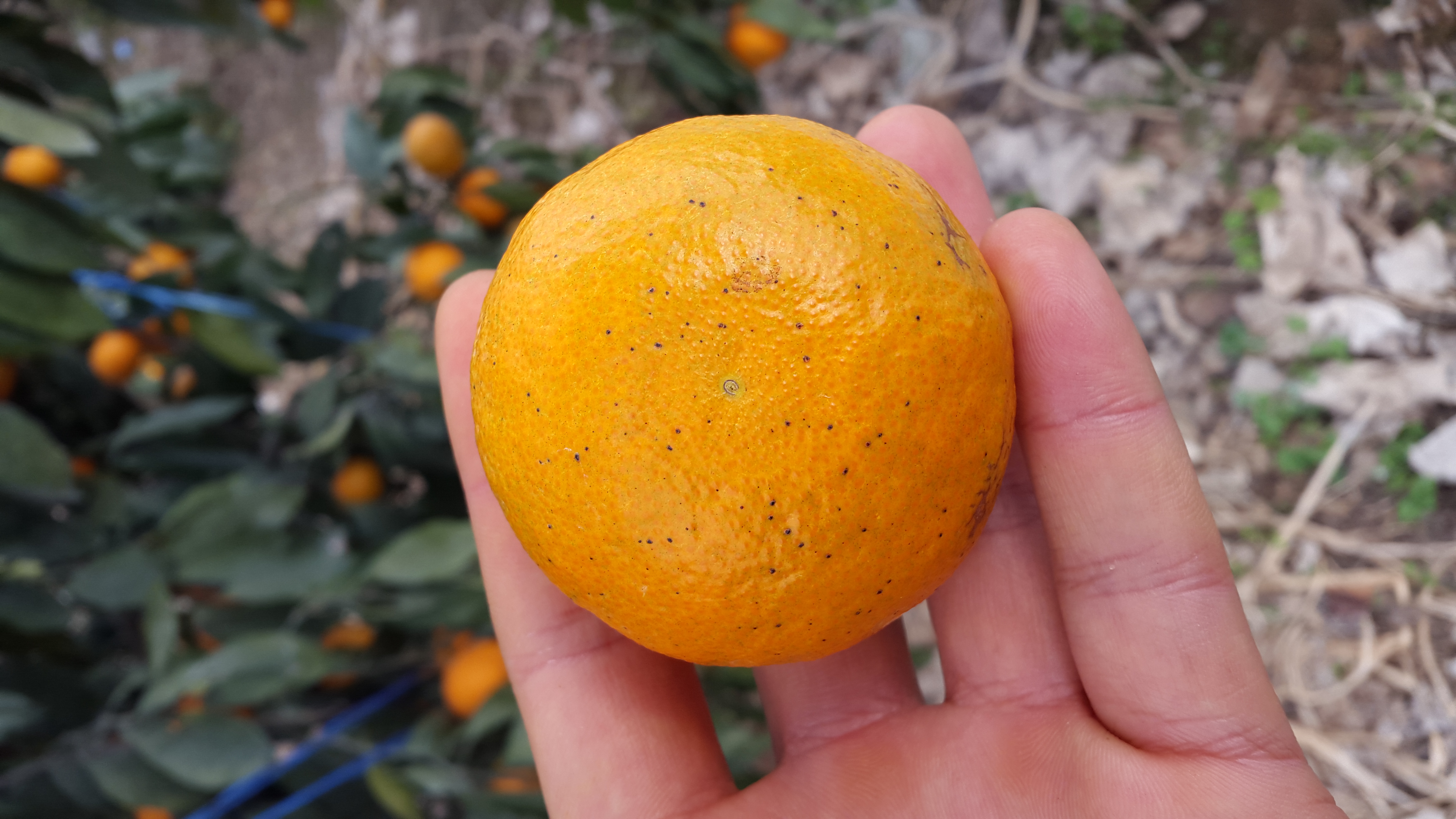 어떤 병충해인지요?