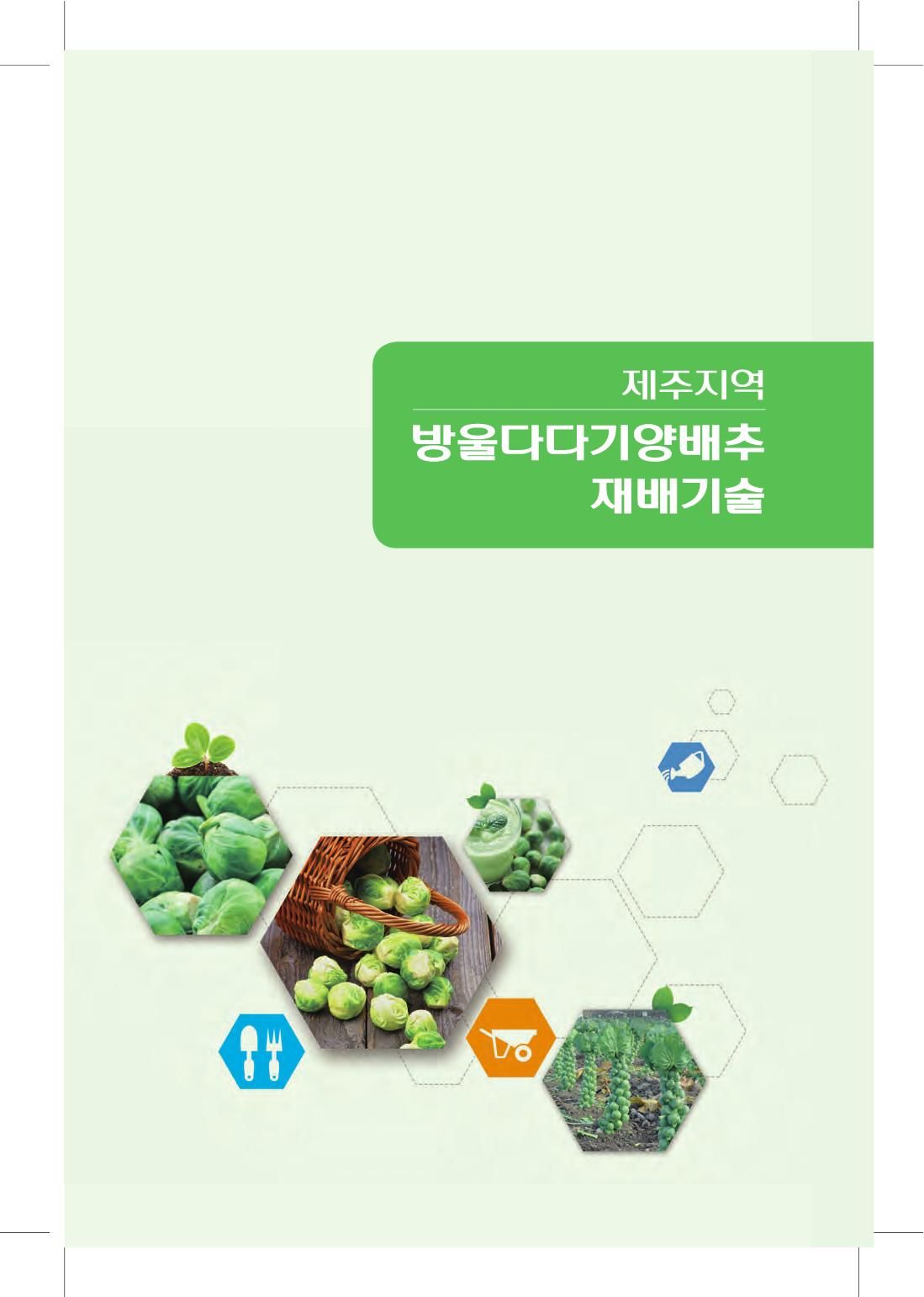 제주지역 방울다다기 양배추 재배기술